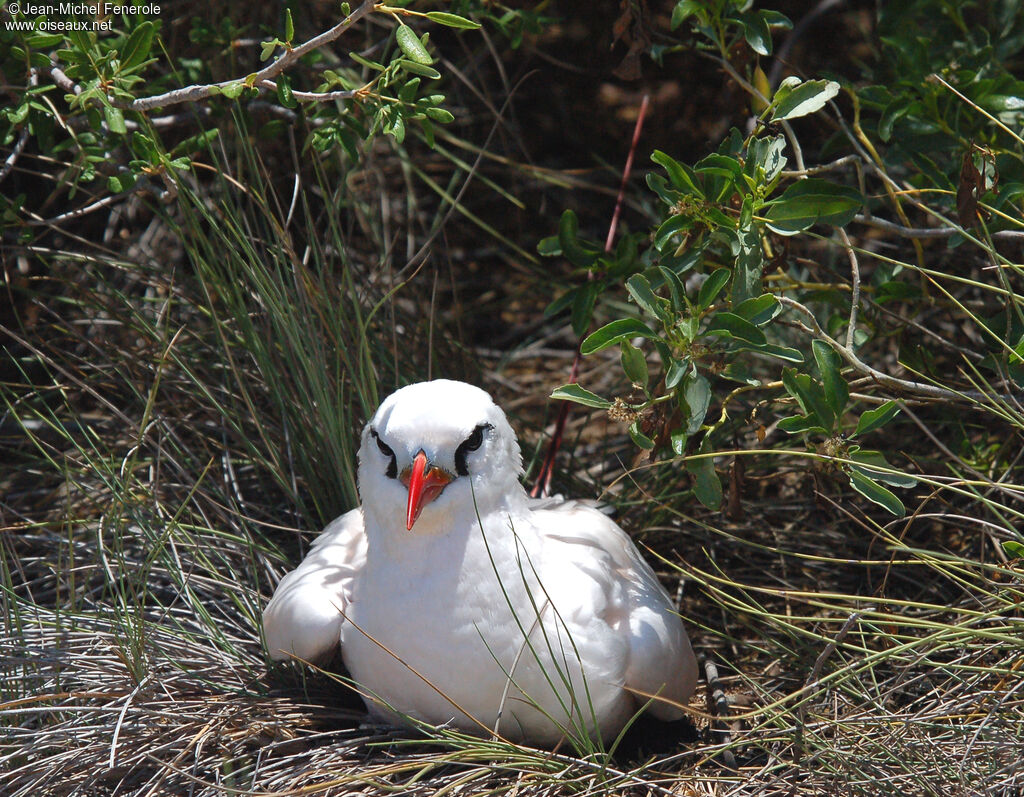 Phaéton à brins rougesadulte nuptial