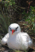 Red-tailed Tropicbird