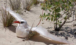 Red-tailed Tropicbird