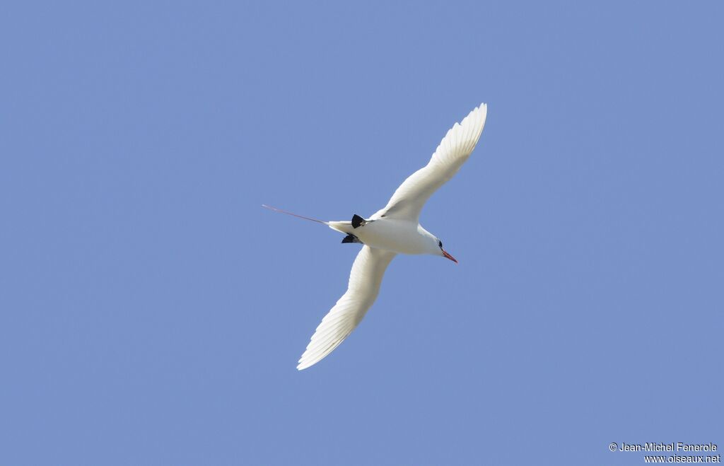 Red-tailed Tropicbird