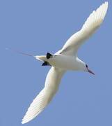 Red-tailed Tropicbird