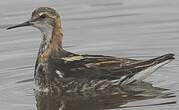 Phalarope à bec étroit