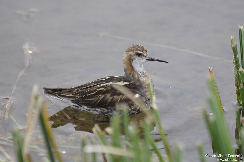 Phalarope à bec étroit