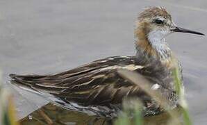 Phalarope à bec étroit