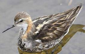 Red-necked Phalarope