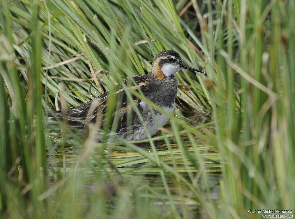 Phalarope à bec étroit