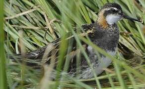 Phalarope à bec étroit