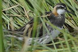 Red-necked Phalarope