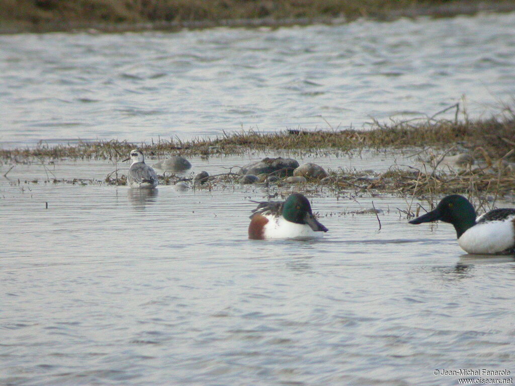 Phalarope à bec large