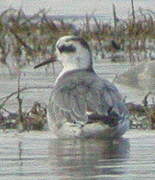 Red Phalarope