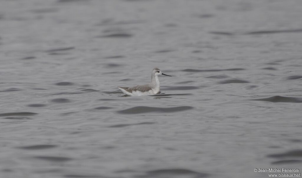 Phalarope de Wilson