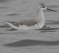 Phalarope de Wilson