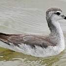 Phalarope de Wilson