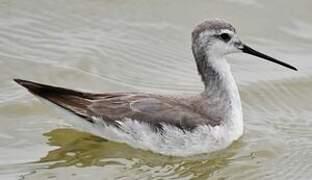 Wilson's Phalarope