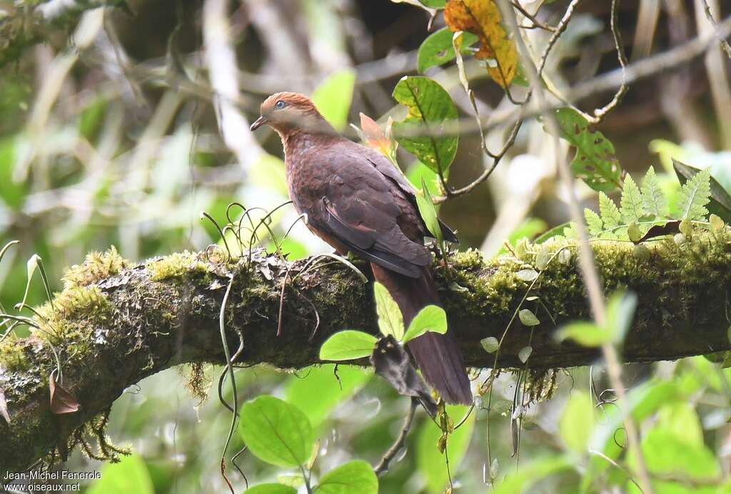 Little Cuckoo-Dove