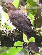 Little Cuckoo-Dove