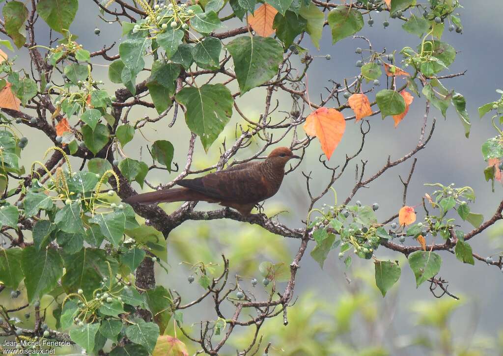 Ruddy Cuckoo-Dove