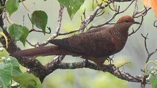 Ruddy Cuckoo-Dove