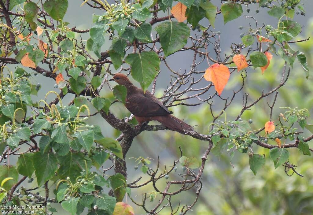 Ruddy Cuckoo-Dove female