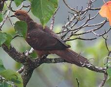 Ruddy Cuckoo-Dove
