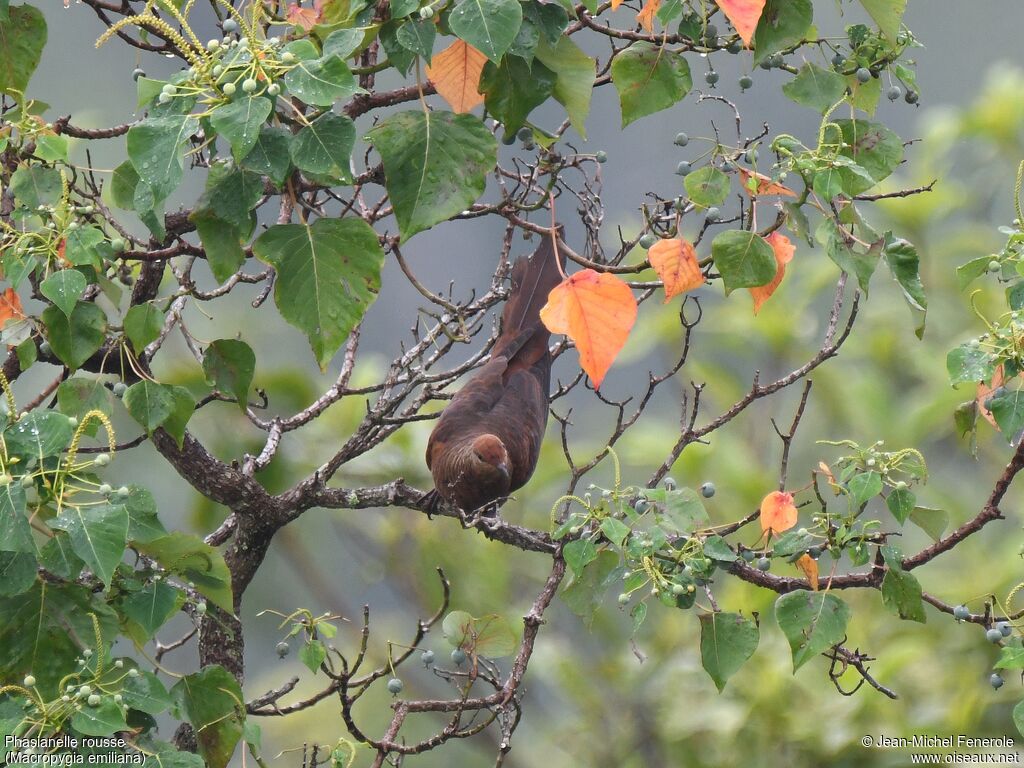 Ruddy Cuckoo-Dove