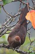 Ruddy Cuckoo-Dove