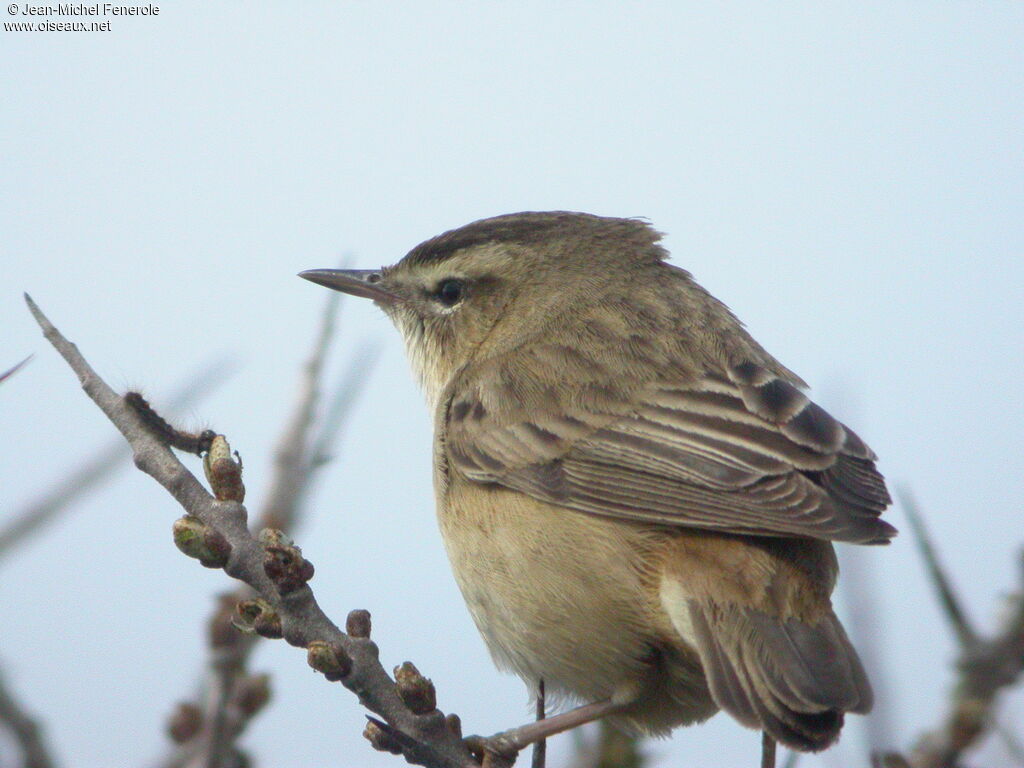 Sedge Warbler