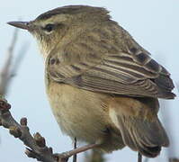 Sedge Warbler