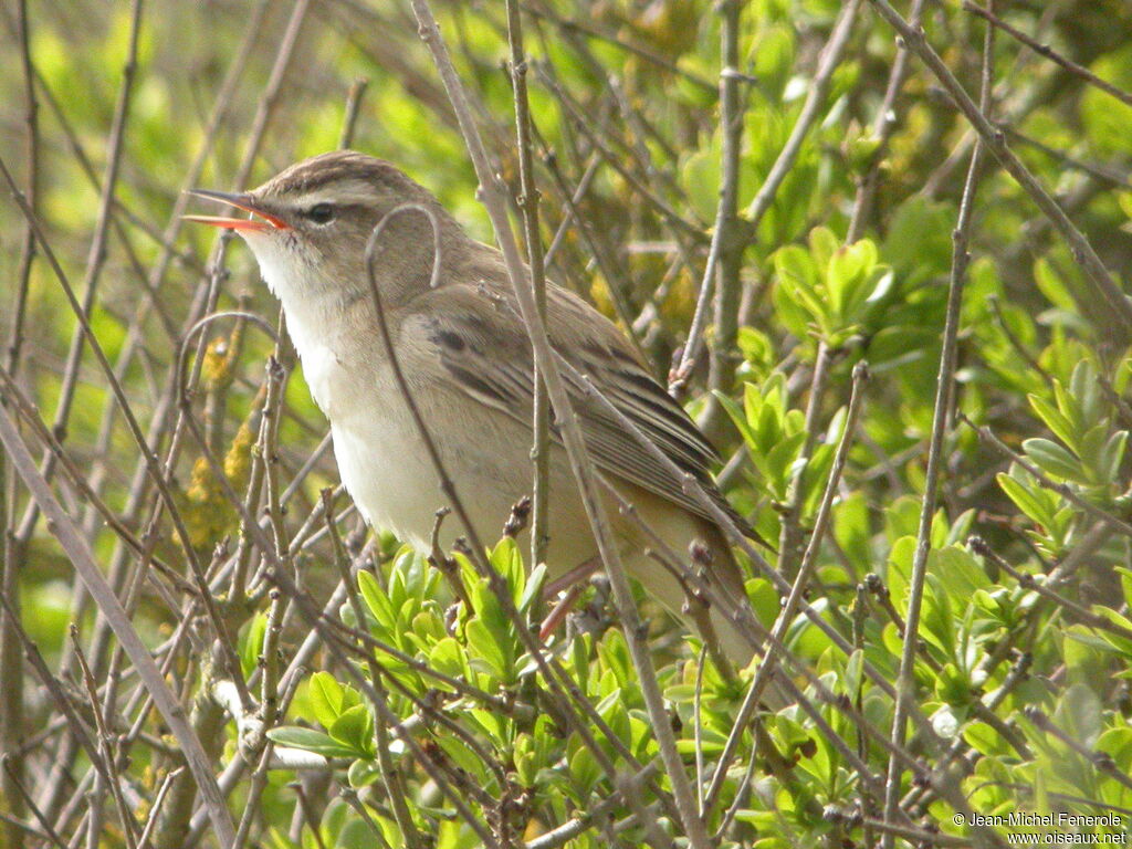 Phragmite des joncs