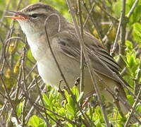 Sedge Warbler