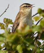 Sedge Warbler