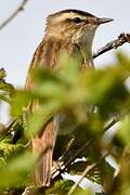 Sedge Warbler