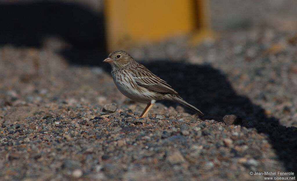 Band-tailed Sierra Finch female