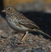 Band-tailed Sierra Finch