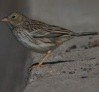 Band-tailed Sierra Finch