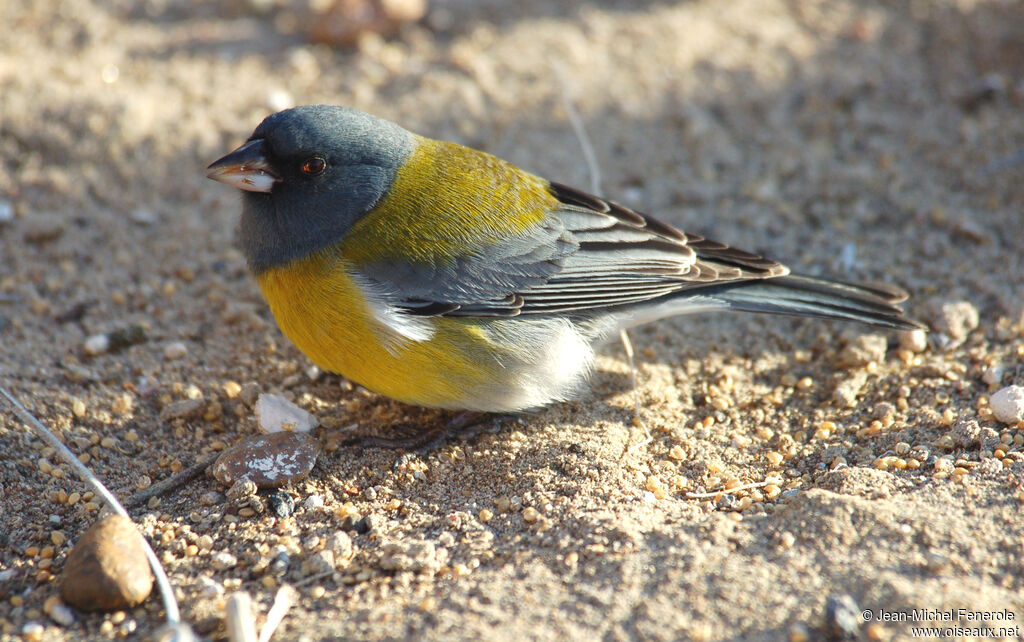 Grey-hooded Sierra Finch male