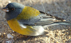 Grey-hooded Sierra Finch