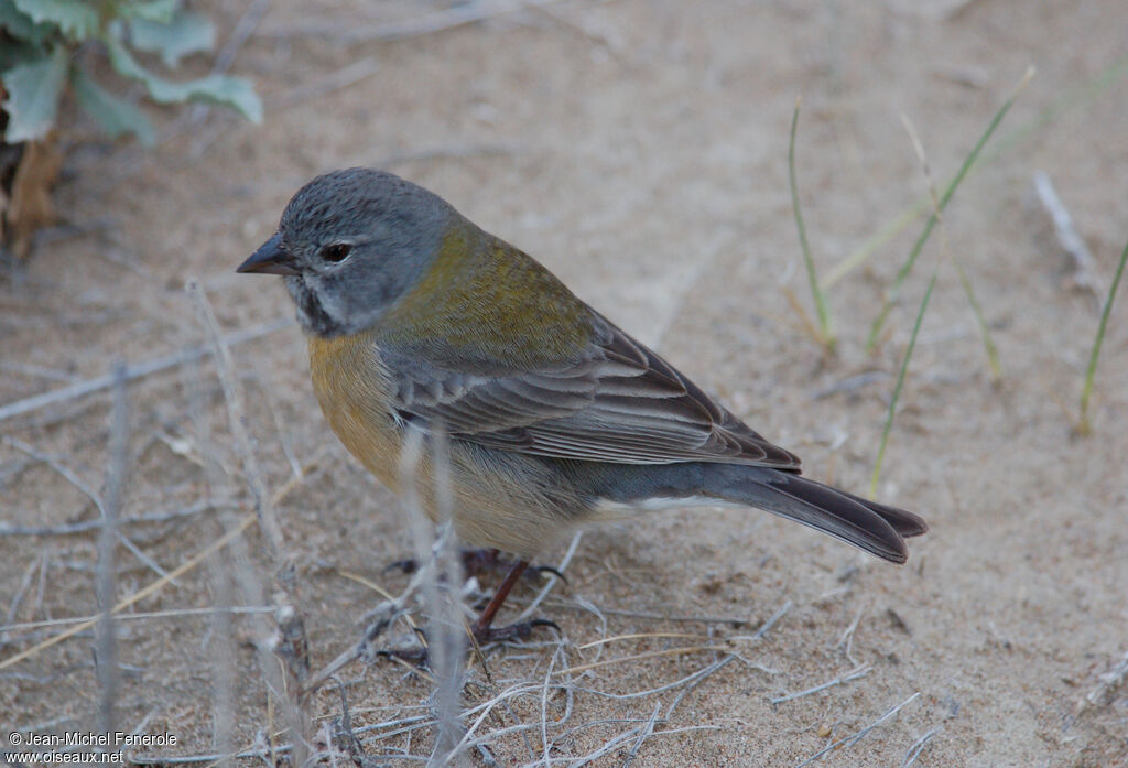 Grey-hooded Sierra Finch female adult