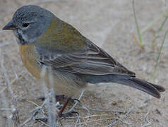 Grey-hooded Sierra Finch