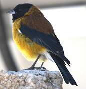 Black-hooded Sierra Finch