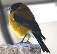 Black-hooded Sierra Finch