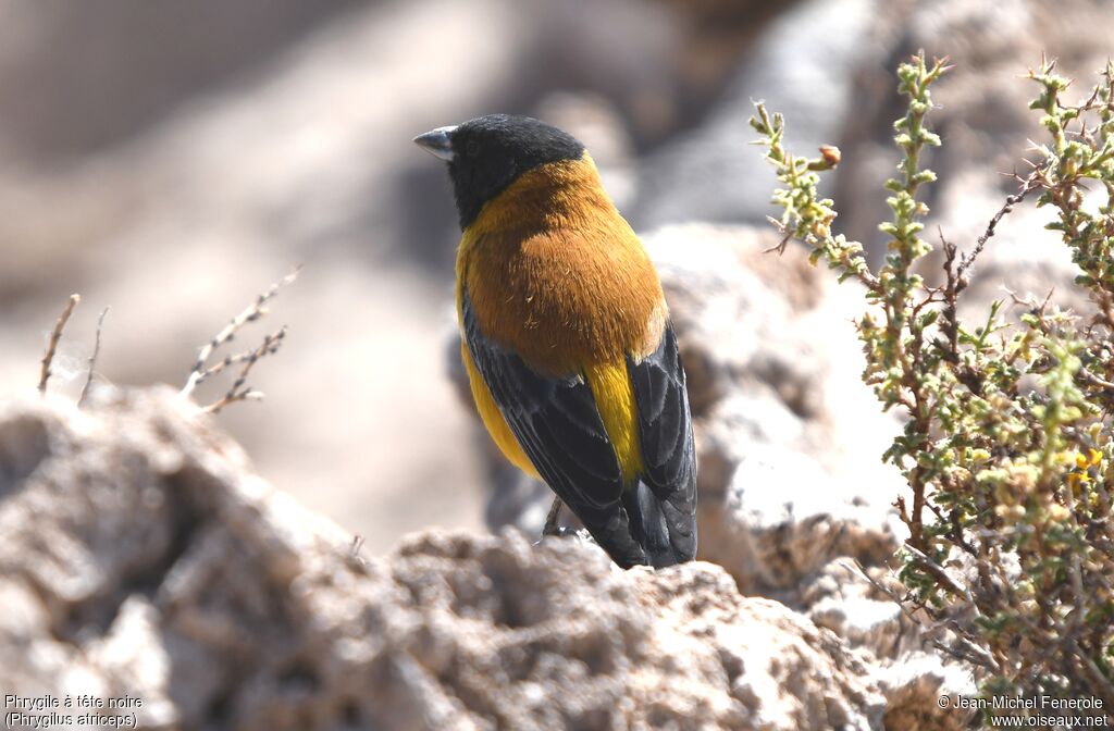 Black-hooded Sierra Finch