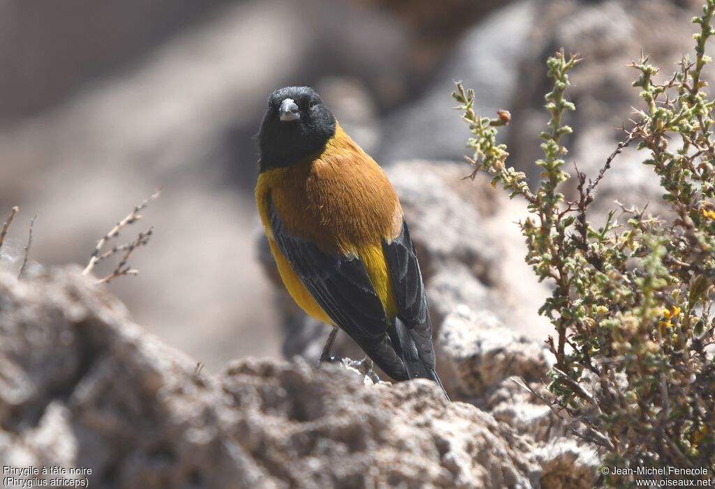 Black-hooded Sierra Finch