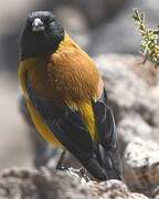 Black-hooded Sierra Finch