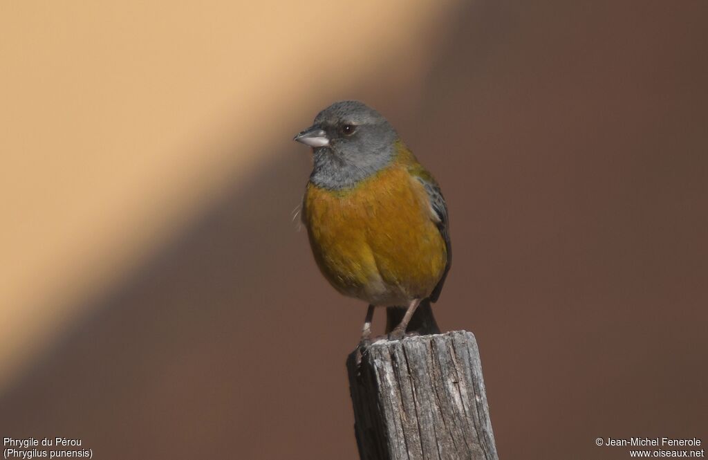 Peruvian Sierra Finch