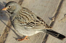 Mourning Sierra Finch