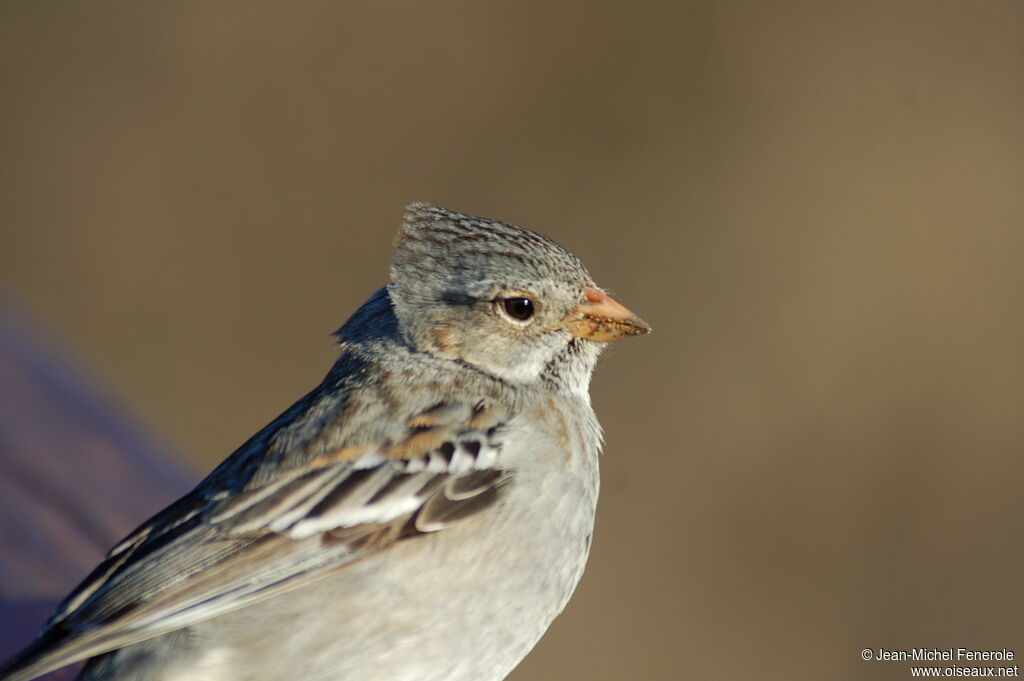 Mourning Sierra Finch female adult