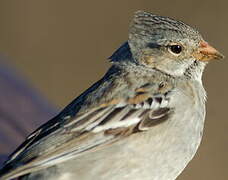 Mourning Sierra Finch