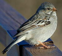 Mourning Sierra Finch