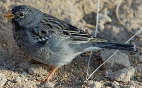 Mourning Sierra Finch